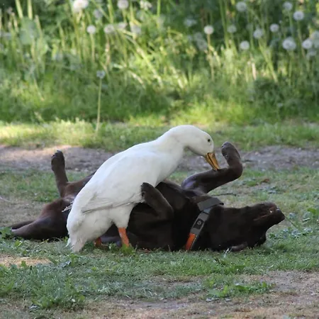 Prázdninový dům Logeerderij Het Landleven Vragender